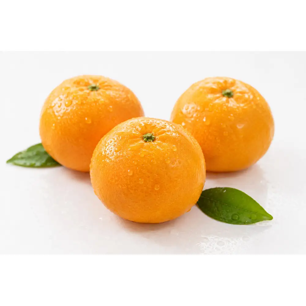 温州みかん　約３kg（10月中旬以降発送）