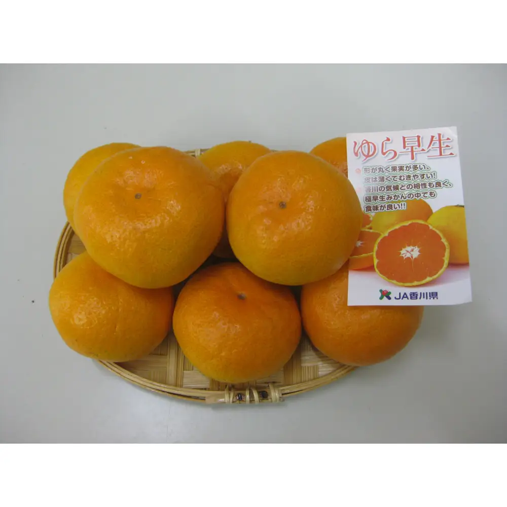 ゆら早生みかん　約３kg（10月中旬以降発送）