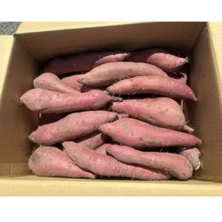 掛川産熟成 紅はるか【訳あり】9kg【配送不可地域：離島・沖縄県】【1668454】