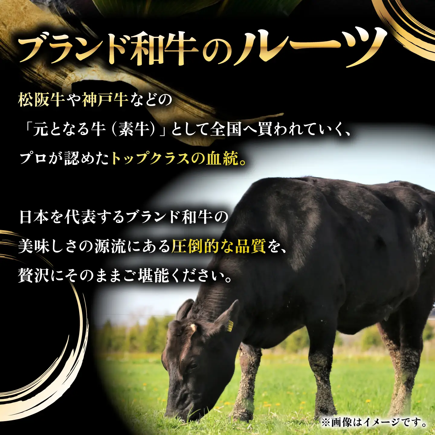 切り落とし 壱岐牛 500g [JDD043] 切り落とし 小分け