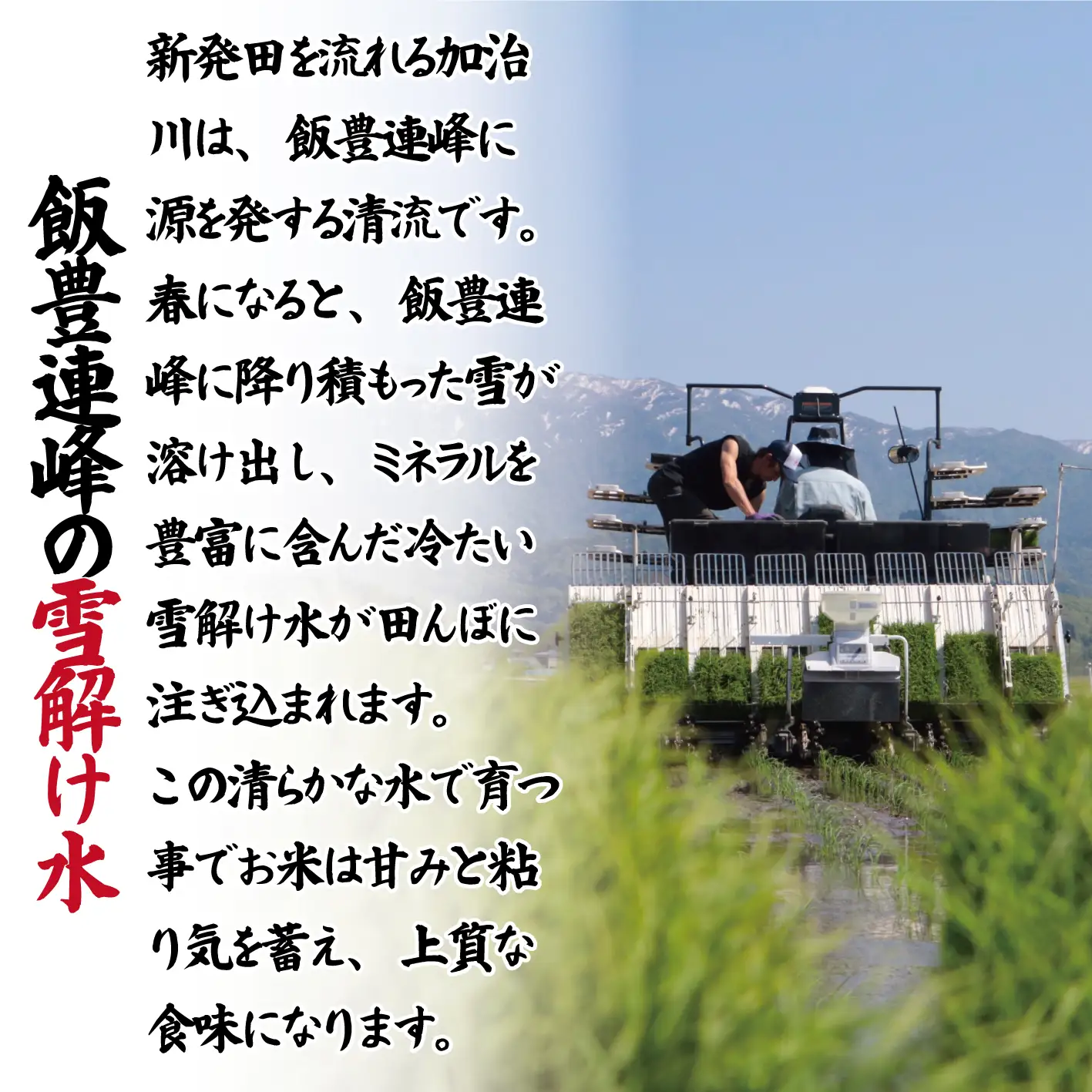 【令和8年産定期便】 3ヶ月 定期便 コシヒカリ  無洗米 5kg 3ヵ月 15kg 令和8年産 甘うま越後の こしひかり 米 お米 こめ 新潟米 新潟県産 新潟産 新潟 新潟県 新発田産 新発田 新発田市 斗伸 toushin076_01