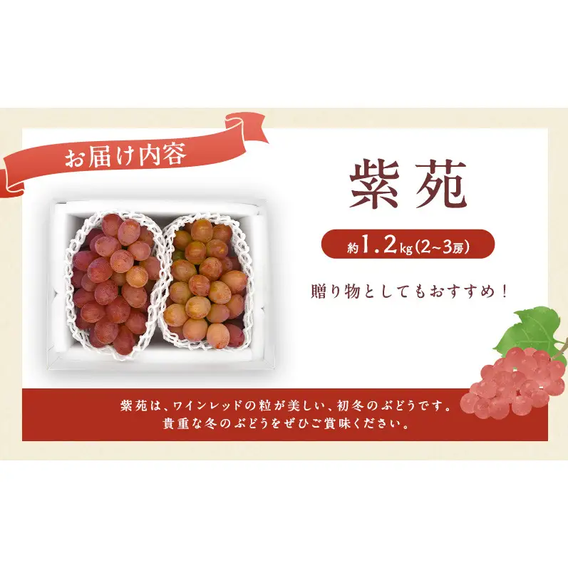 ぶどう 2027年 先行予約 紫苑 2～3房 約1.2kg ブドウ 葡萄 岡山県産 国産 フルーツ 果物 直送！せとうちバスケット