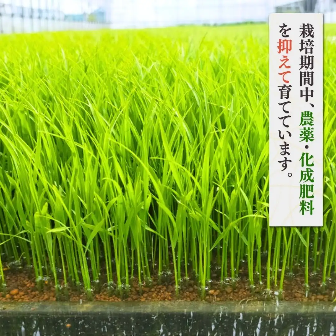 令和8年産新米先行予約 コシヒカリ 精米 20kg (10kg×2袋) 弥彦村 石井農園 白米 | コシヒカリ 新潟県