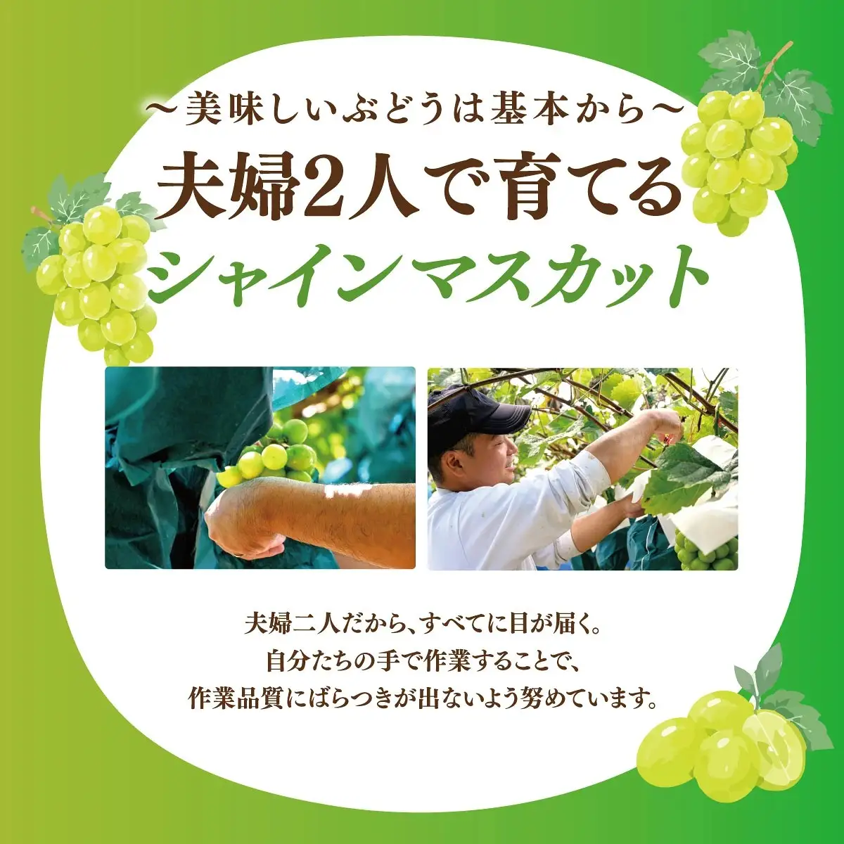 【2026年発送】ぶどう シャインマスカット 1.2kg 訳あり 家庭用 岡山