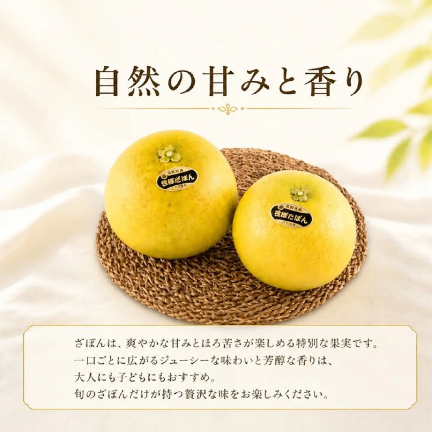 【 先行予約 】 ざぼん 5個 セット (約 6kg) 贈答用 柑橘 果物 ザボン 減農薬 お歳暮 ギフト のし対応 ジューシー 川上文旦堂 