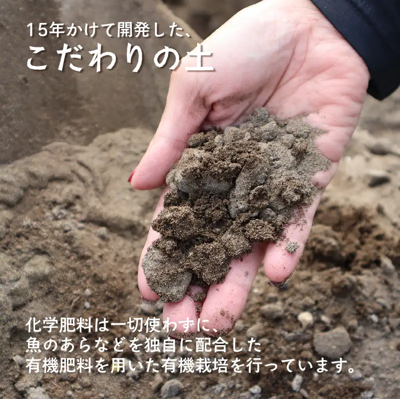 【 指定日可 】【 3月 限定 】 いちご 1kg 章姫 静岡県 牧之原市 藤田農園