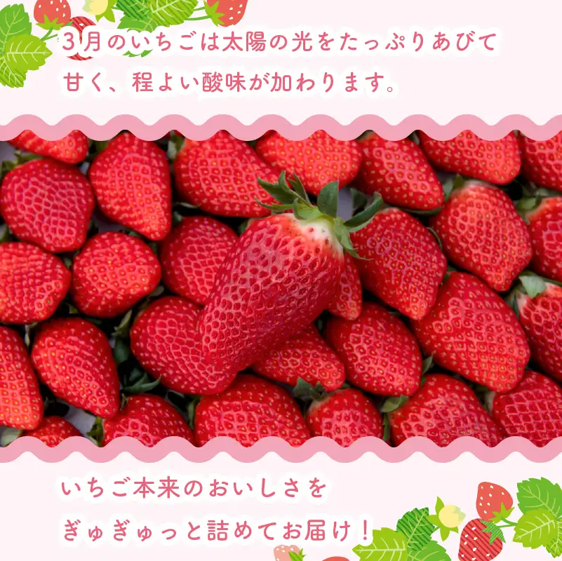 【 指定日可 】【 3月 限定 】 いちご 2kg 章姫 静岡県 牧之原市 藤田農園