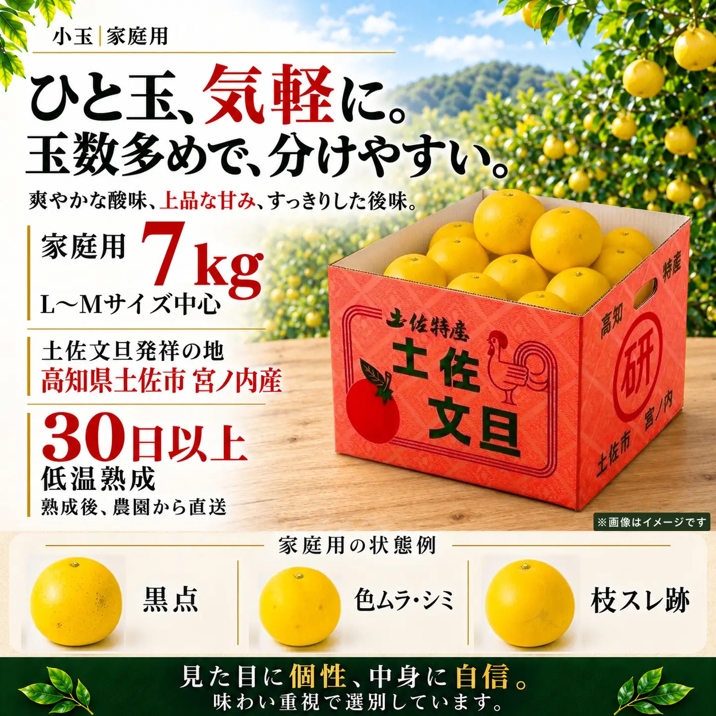 土佐文旦 7kg 小玉 (L-Mサイズ) 先行予約 文旦 [BQAC043]