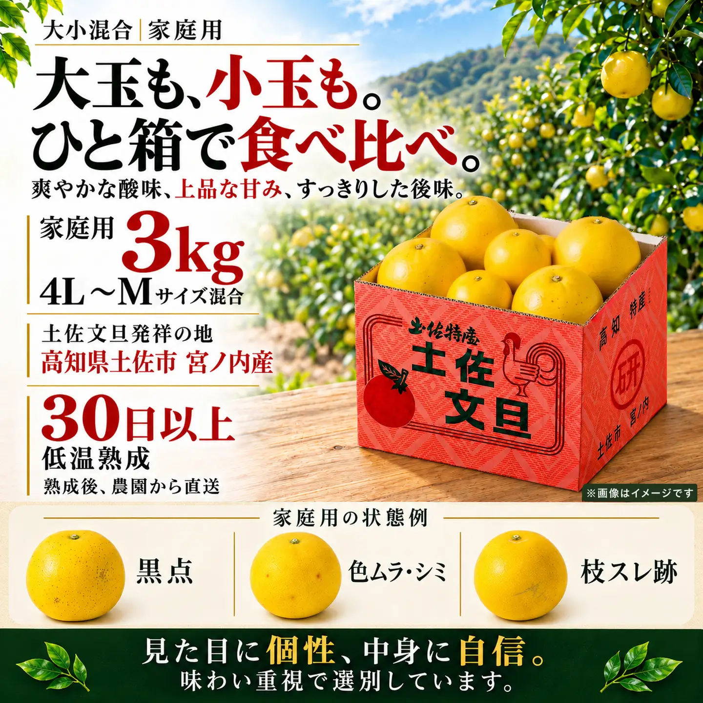 土佐文旦 大小混合 3kg 家庭用 先行予約 文旦[BQAC044]