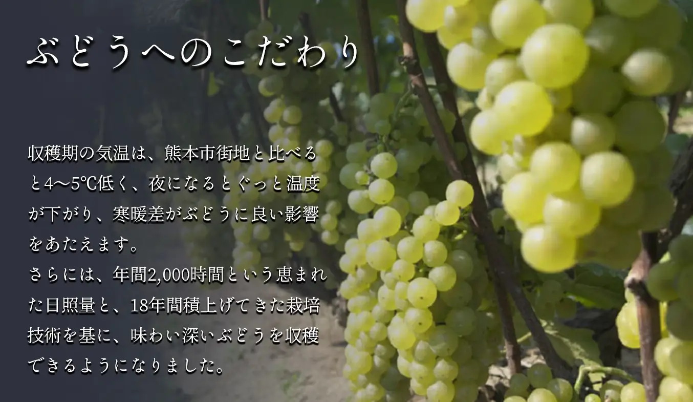 玉名 マスカット ベーリーA ロゼ 2024