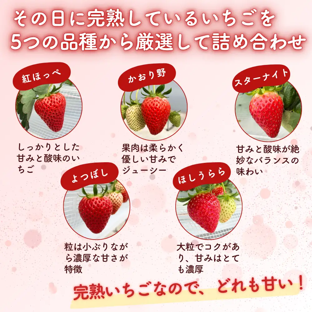 【2027年3月発送】先行予約 朝摘み 完熟いちご  贈答用 400g  M-FI-A40A