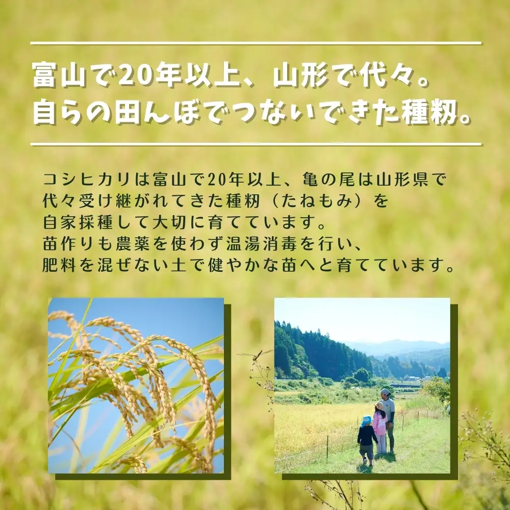 【栽培期間中農薬・肥料不使用】令和8年産 大岩川の自然栽培米コシヒカリ（白米）5kg 新米 5キロ こしひかり 白米 精米 自然栽培 自然栽培米 農薬不使用 肥料不使用 除草剤不使用 富山県産 富山県 上市町 剱岳 湧水 大岩川 富山米 国産 まとめ買い ファミリー 家族 毎日 自家採種 有吉自然農場 産地直送 贈り物 ギフト おにぎり お弁当 ごはん 人気 おすすめ 米 お米 こめ おこめ コメ