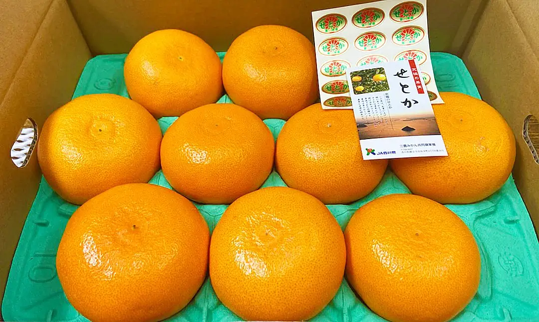 香川県産 せとか 約3kg化粧箱　7-15玉入_Z2600588