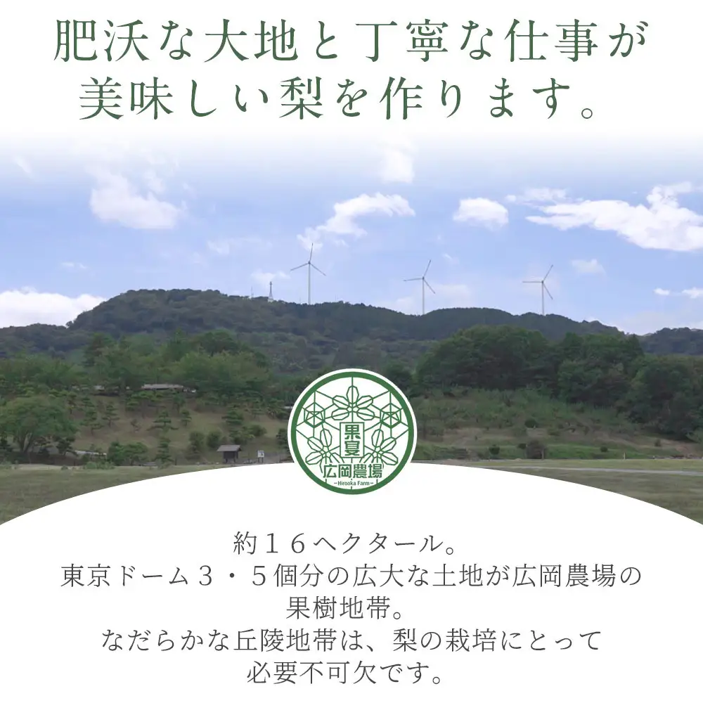 訳あり新興梨（10kg前後）【鳥取県 境港市】