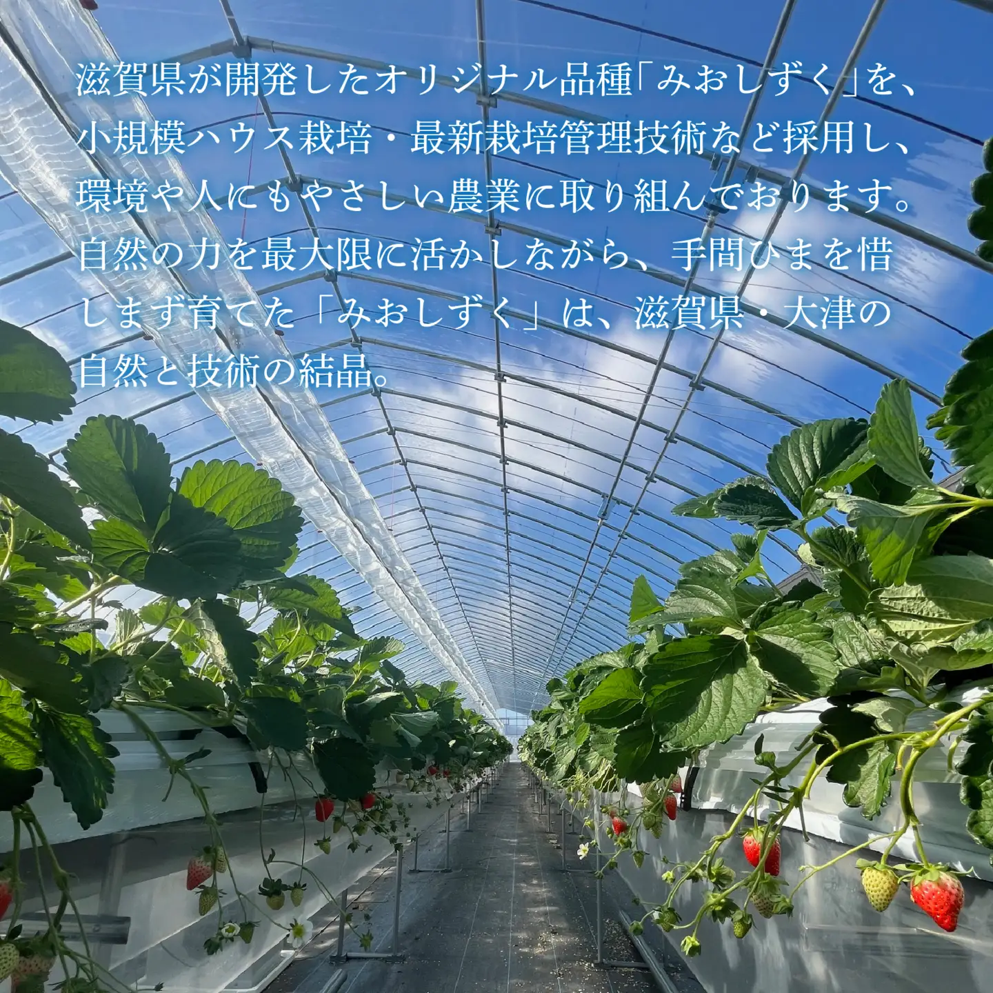 【先行予約】いちご（みおしずく）4パック/ 苺