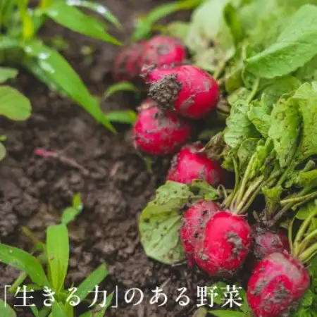 オーガニックビレッジ掛川、有機農業の会セレクト(5) 「フードロス対応増量 有機野菜シェフセット」【配送不可地域：離島・北海道・沖縄県・四国・九州】【1758993】
