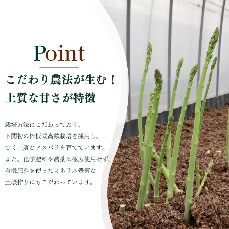 【先行予約】アスパラガス 1kg 3月〜4月頃発送 S～M アスパラ FP