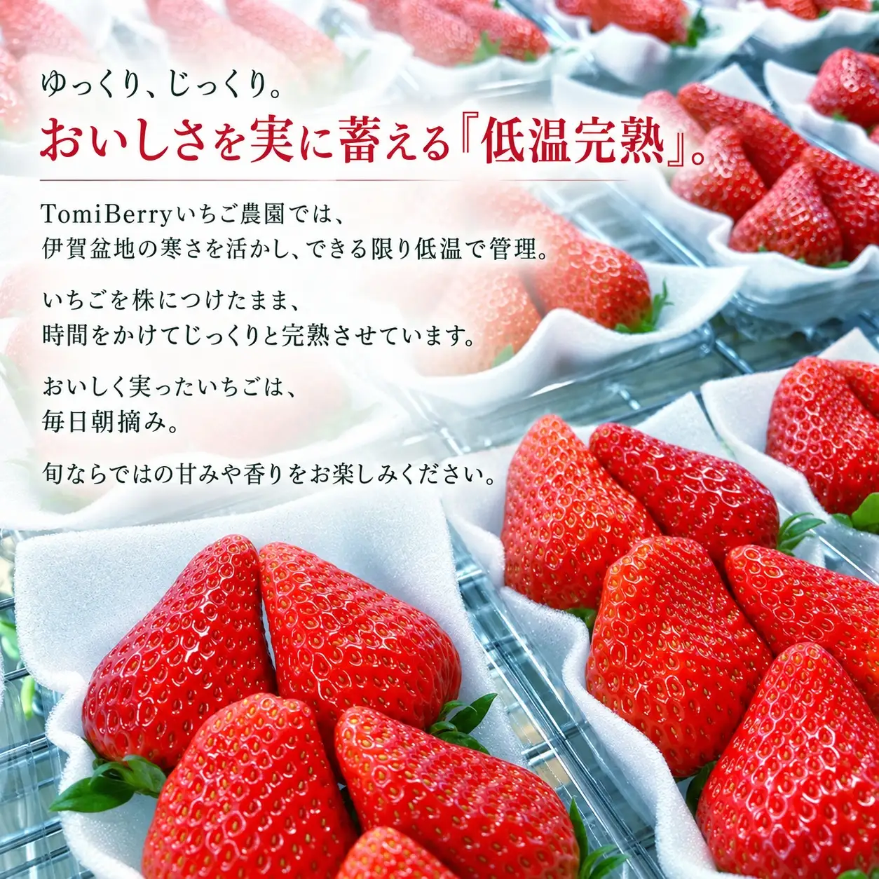 【朝摘み完熟】TomiBerryの旬いちご 2パック｜10品種から旬のいちごをお届け（2027年1月上旬から順次発送～5月発送予定）【tmbr0001】