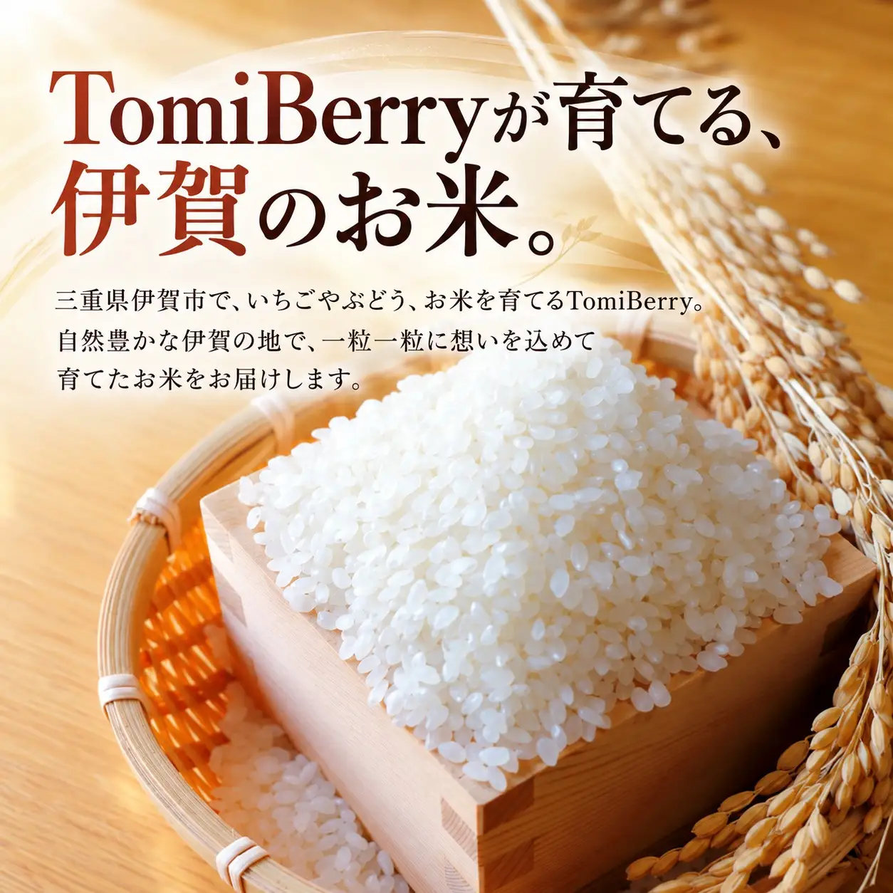 令和8年産 新米 伊賀米コシヒカリ 精米 5kg【tmbr0003】