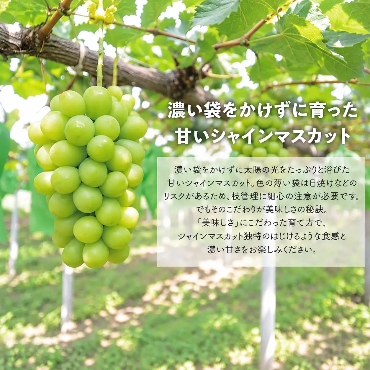シャインマスカット＆希少品種のサニードルチェ 3-5房 計2.0kg～ (岡山県産) 【KF-B028-02】