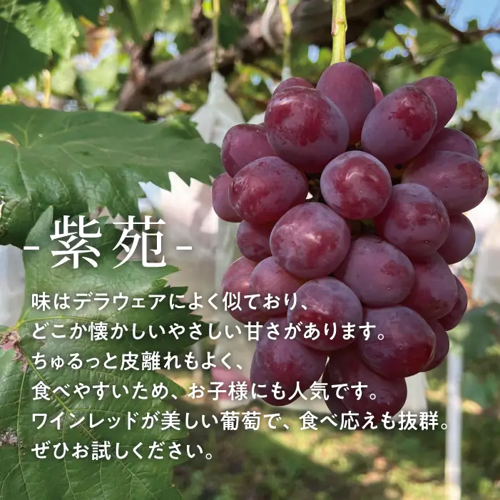 特選シャインマスカット＆紫苑 3-5房 計2.4kg～ 【KF-B031-01】