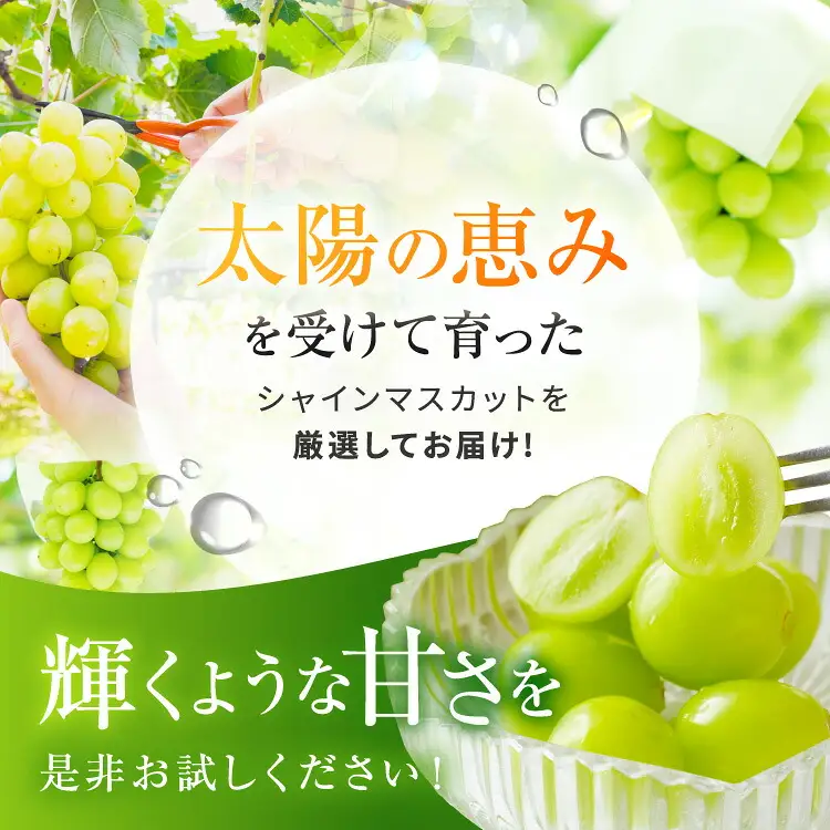 【2026年産】信州塩尻産 カネシチ農園 大粒シャインマスカット 約2kg（3～4房）