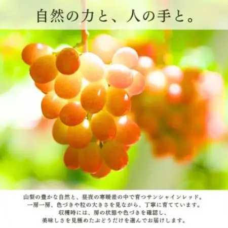 【2027年発送 先行受付】希少サンシャインレッド 3房～4房 約2kg【配送不可地域：離島】【2000605】