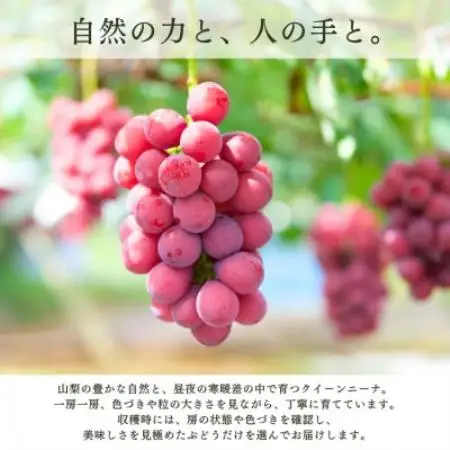 【2027年発送 先行受付】特選クイーンニーナ 3房～4房 約2kg【配送不可地域：離島】【2000610】