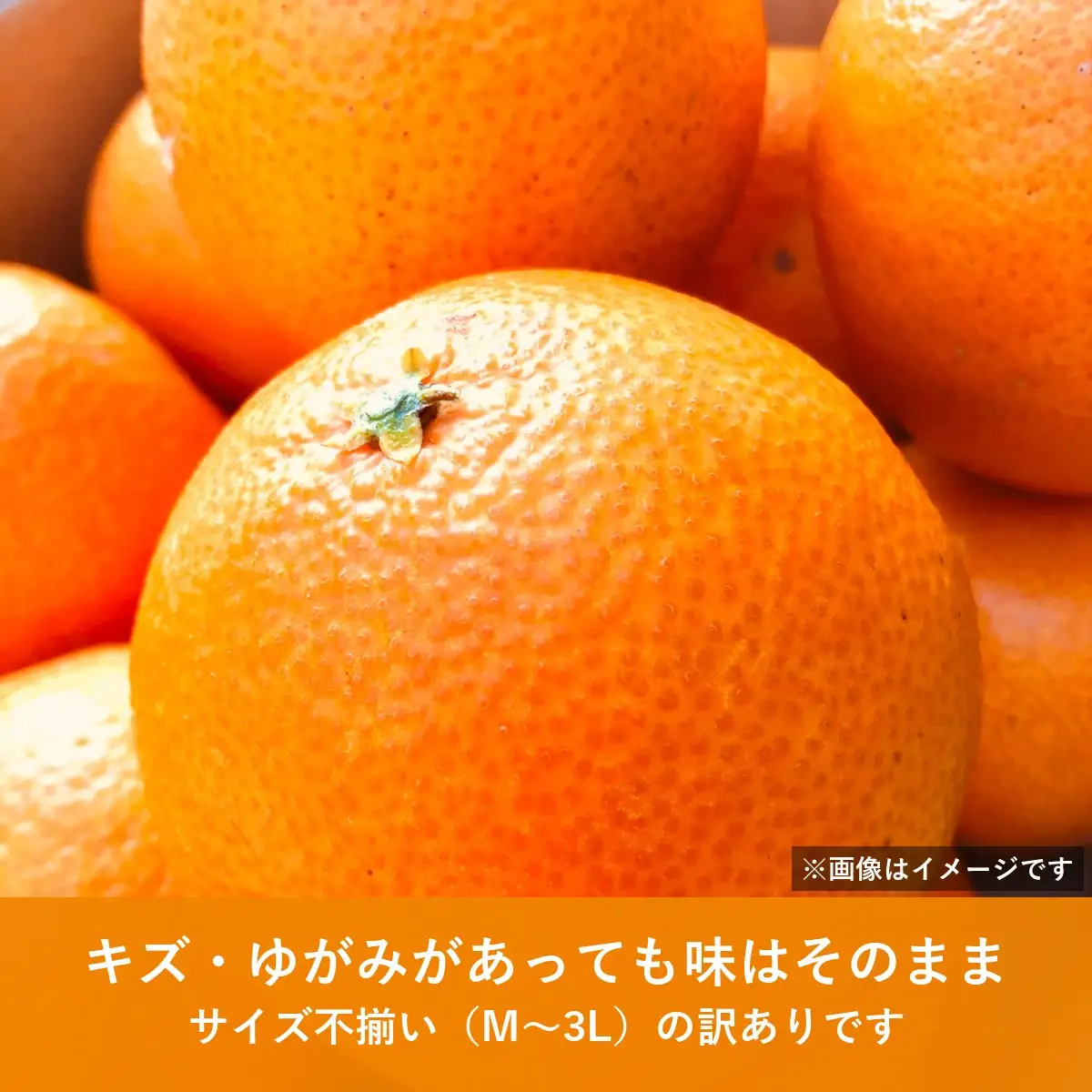【先行受付】八幡浜産 愛果28号（紅まどんなと同品種）訳あり 家庭用 5kg【108-5】YWTBX005