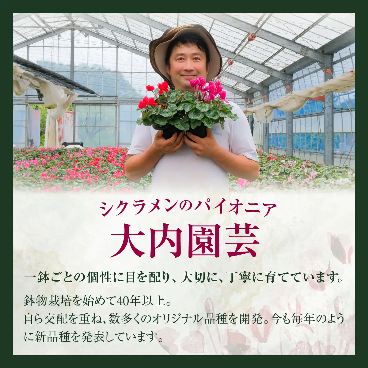 シクラメン 銀河 6寸（6号）鉢植え 花