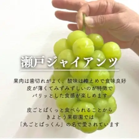 【2026年発送】訳あり品 瀬戸ジャイアンツ(丸ごとぱっくん) ご家庭用/約2kg (岡山県産)【配送不可地域：離島・北海道・沖縄県】【1678512】