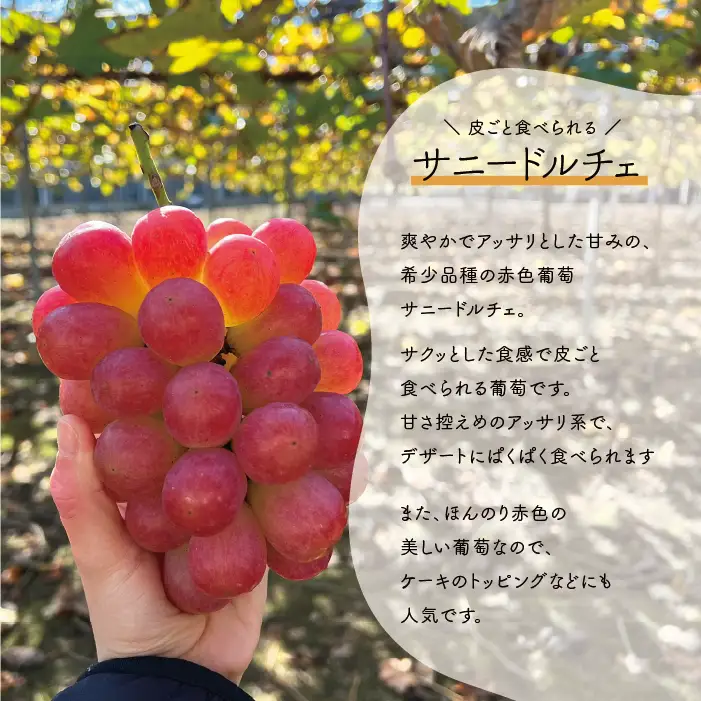 希少品種 爽やかな甘みのサニードルチェ3-5房 計2kg 【KF-B100-01】