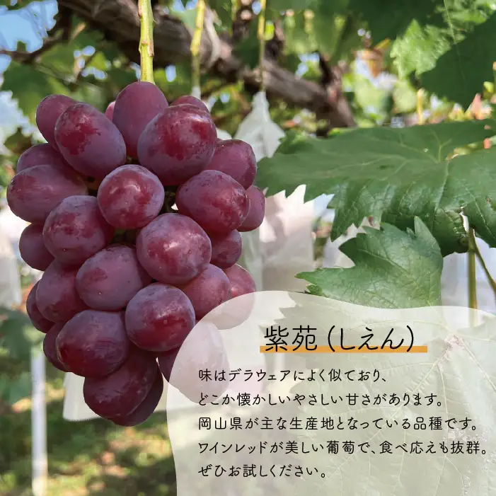 紫苑＆サニードルチェ 特大2房 計1.3kg～ (岡山県産) 【KF-B101-01】