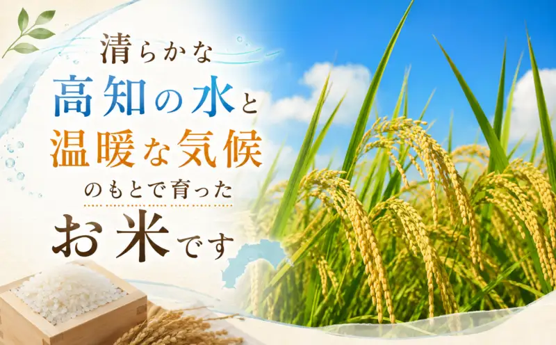 令和8年産 新米 こしひかり 10kg 3回定期便 新米