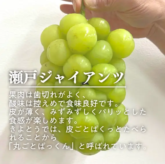 岡山県産 瀬戸ジャイアンツ 3-5房 約2kg～ 【KF-B047-01】