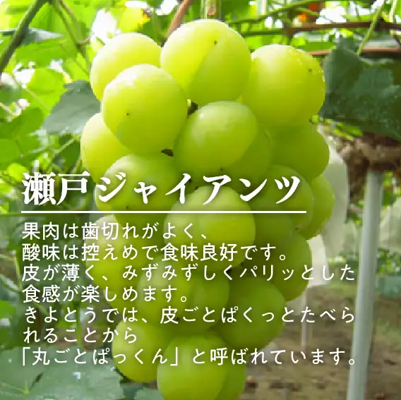 岡山県産 瀬戸ジャイアンツ 特選品 特大2房 約1.3kg～ 【KF-B050-01】