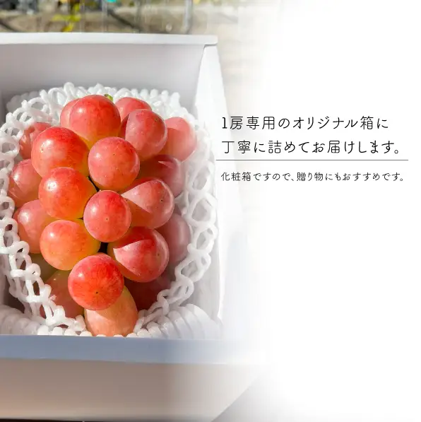 希少品種 サニードルチェ お試し １房 500g～ 【KF-B051-02】
