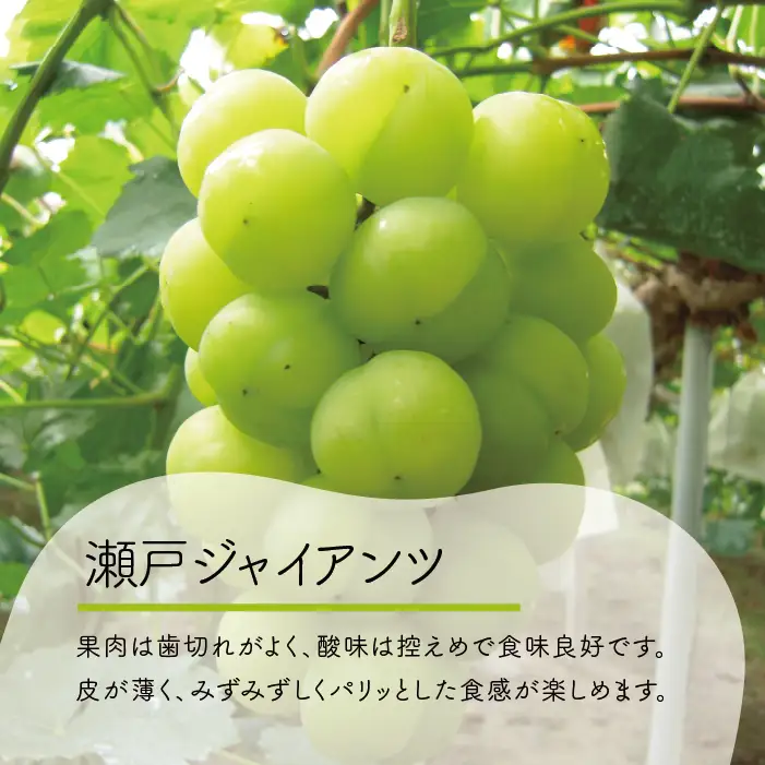 シャインマスカット&瀬戸ジャイアンツ 2kg 人気品種セット 【KF-B080-01】