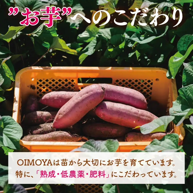 熟成 紅はるか生芋 Mサイズ 混合 5kg（IN-18)