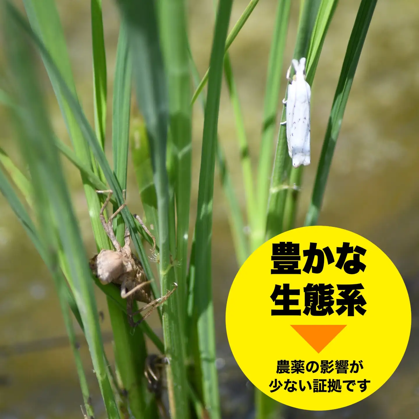【6か月定期便】令和8年産 佐渡産 新之助 精米5kg