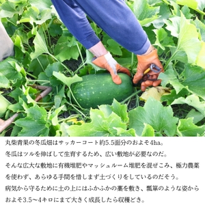冬瓜 （ とうがん ）約10kg 冬瓜