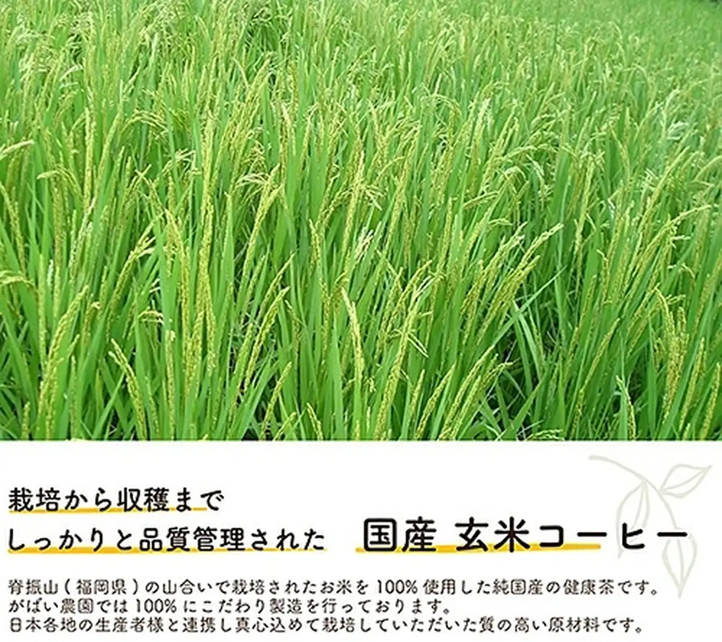 国産 玄米コーヒー（3個セット）：B180-009
