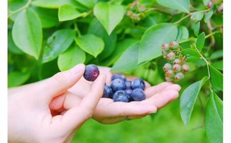 【季節限定】農薬・化学肥料不使用！愛情と栄養たっぷり冷凍ブルーベリー（1kg） 南小国産 冷凍 ブルーベリー 1kg 摘み立て 生 果物 新鮮 フレッシュ 小分け 農薬不使用 化学肥料不使用 産地直送 さこんうえの蛙 熊本 阿蘇 南小国町 送料無料