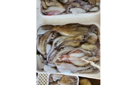 漁師がお届け たっぷり 冷凍 生 真だこ 1.5kg 