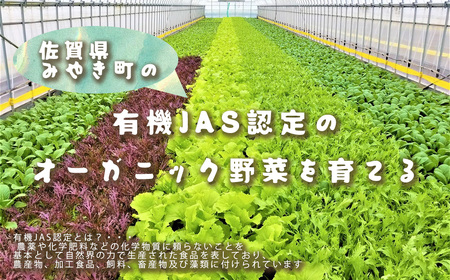 CQ036_【定期便】オーガニック葉物野菜セット【植物性で育てた完全無農薬の葉野菜ブランド有機JAS】 6回定期便