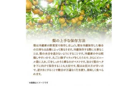 【先行予約】令和8年発送 /辰口農園の橋上梨約5kg(品種:愛宕)_1303R