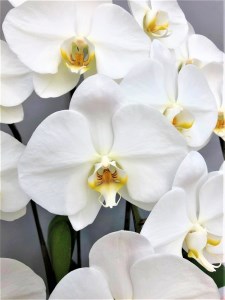 胡蝶蘭 白 3本立 ３６輪以上 H042-012
