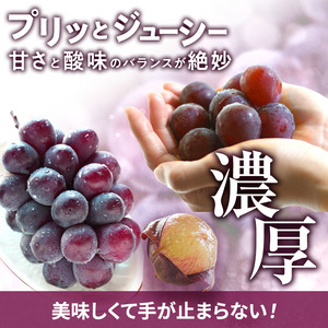 ピオーネ ぶどう 辻葡萄園 ご家庭用 岡山県産 ピオーネ【約2kg】【訳あり・先行予約】