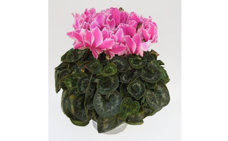 【 先行予約 ：2026年12月発送 】 花 シクラメン 鉢植え ピンク 5号 クリスマス オンライン決済限定 花 花