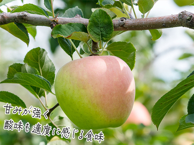 りんご ぐんま名月 ヒバリノ園 青森県産 りんご【約5kg(12～16玉)】